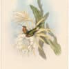 Gould Hummingbirds, Pl. 254, Inca