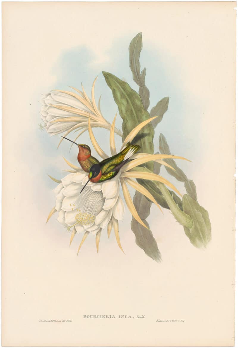 Gould Hummingbirds, Pl. 254, Inca