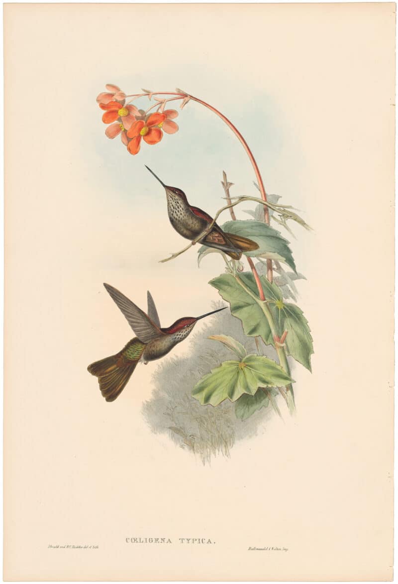 Gould Hummingbirds, Pl. 255, Coeligene