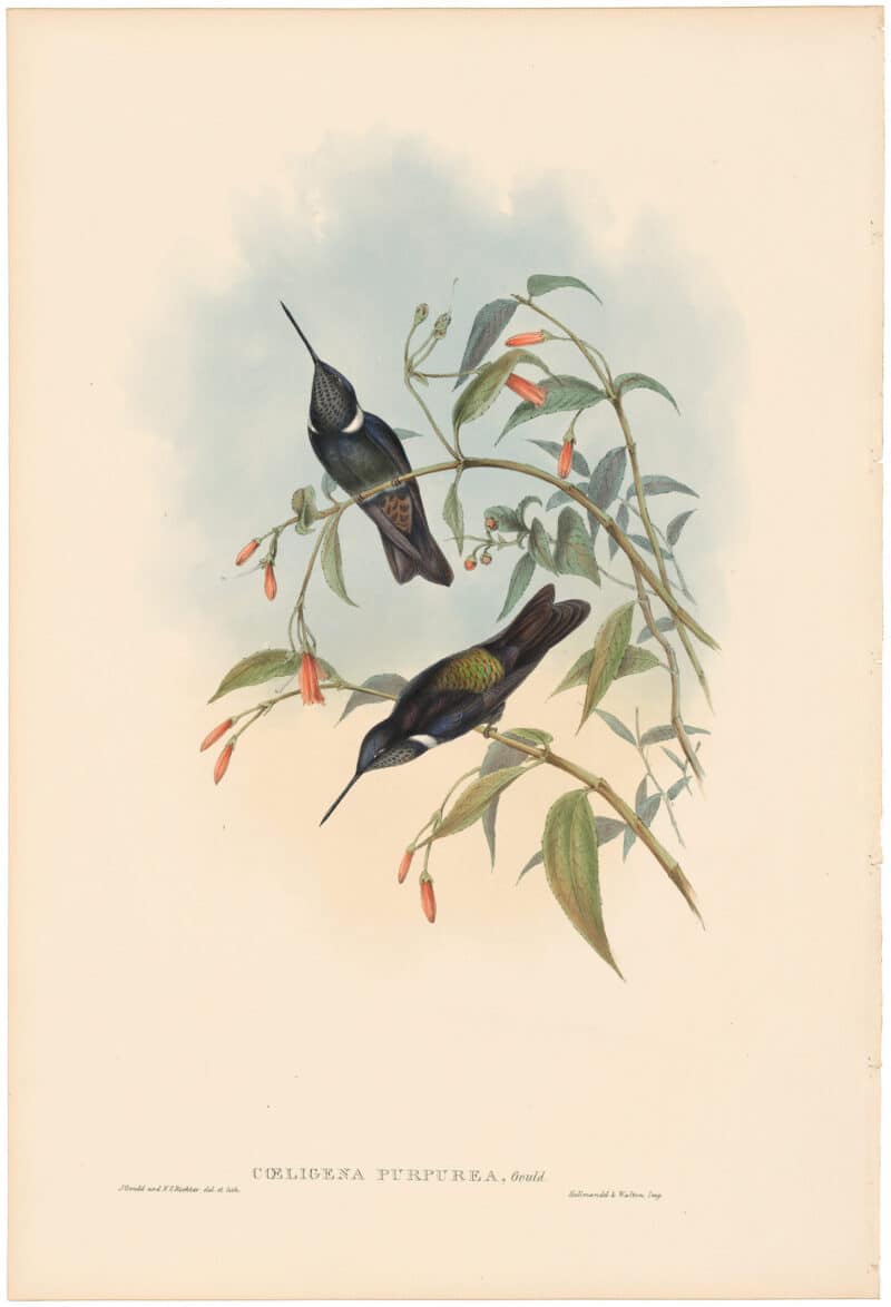 Gould Hummingbirds, Pl. 256, Purple Coeligene