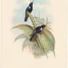 Gould Hummingbirds, Pl. 257, Prunelle's Coeligene