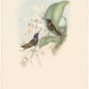 Gould Hummingbirds, Pl. 258, Wilson's Coeligene