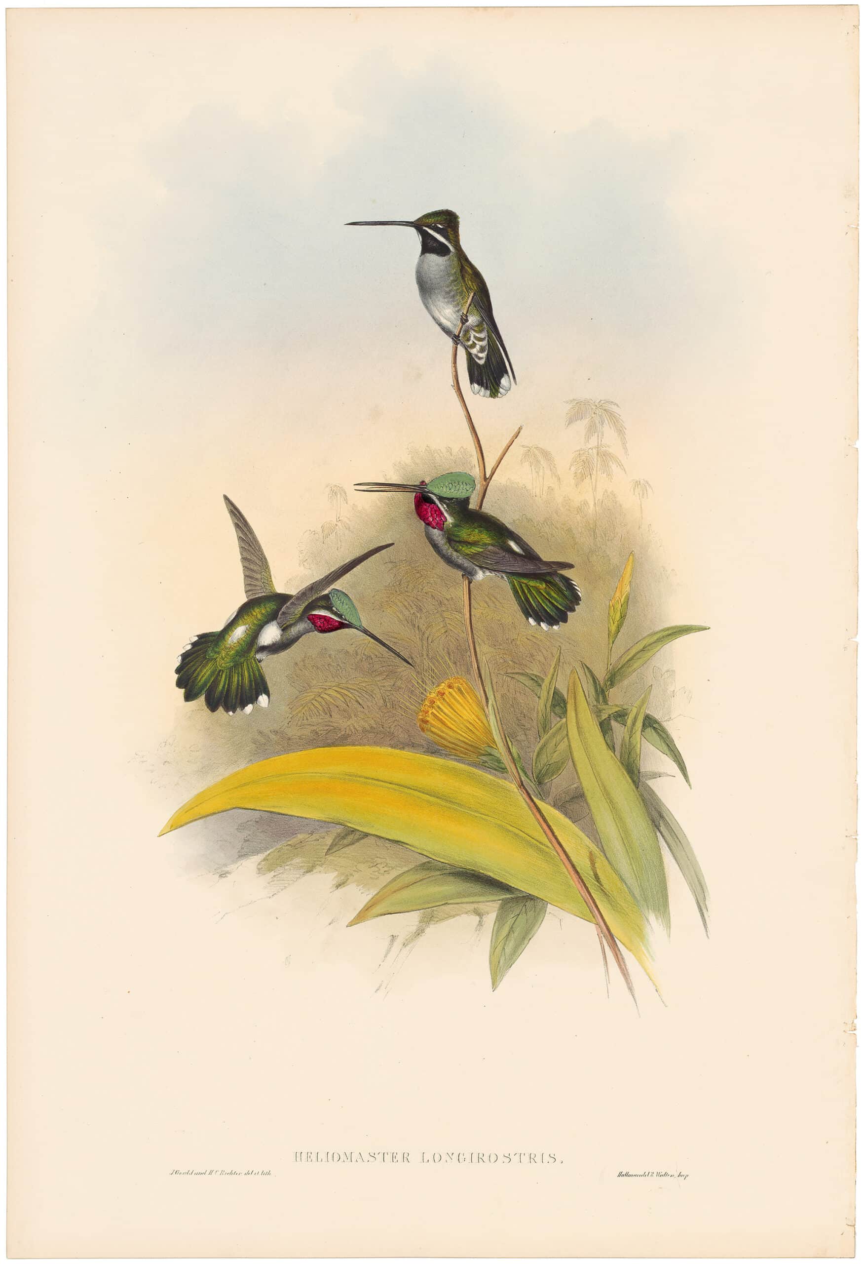 Gould Hummingbirds, Pl. 259, Long-billed Star-throat