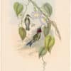 Gould Hummingbirds, Pl. 262, Stripe-breasted Star-throat