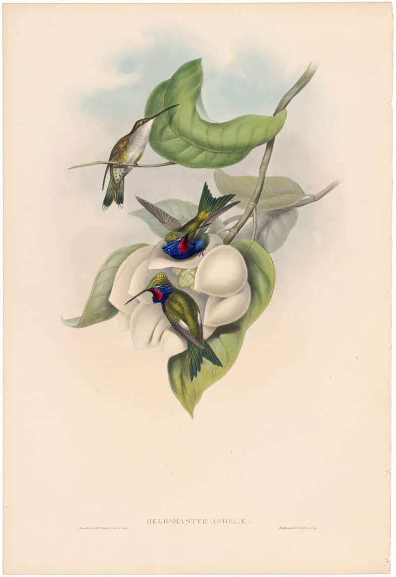 Gould Hummingbirds, Pl. 263, Angela Star-throat