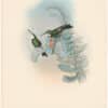 Gould Hummingbirds, Pl. 264, White-throated Oreopyra