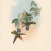 Gould Hummingbirds, Pl. 265, Chilian Fire-crown