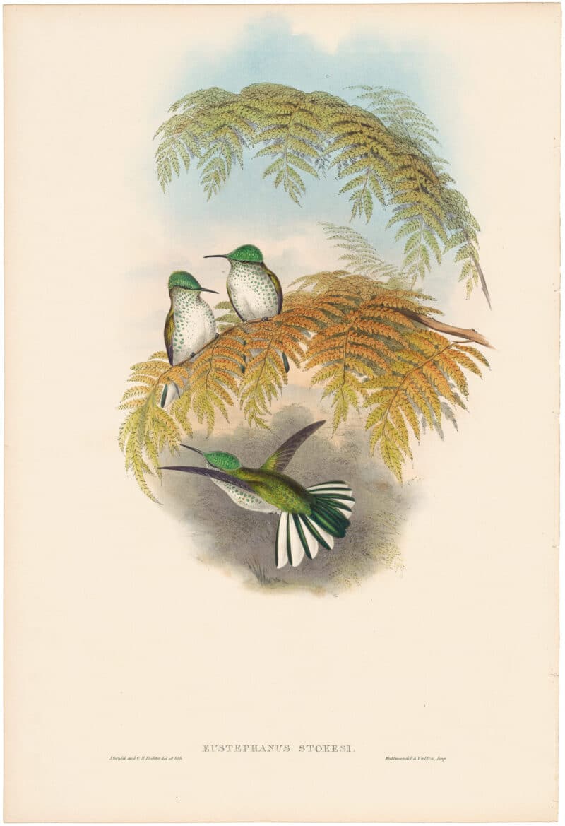 Gould Hummingbirds, Pl. 266, Stokes' Humming Bird