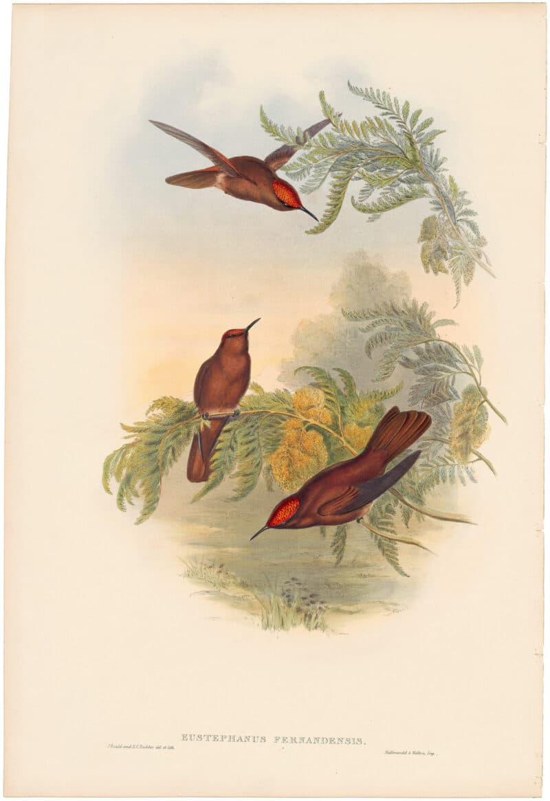 Gould Hummingbirds, Pl. 267, Cinnamon Fire Crown