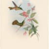 Gould Hummingbirds, Pl. 269, Equatorial Lilac-throat