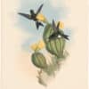 Gould Hummingbirds, Pl. 271, Olive-coloured Puff-leg