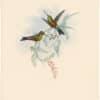 Gould Hummingbirds, Pl. 272, Long-billed Puff-leg