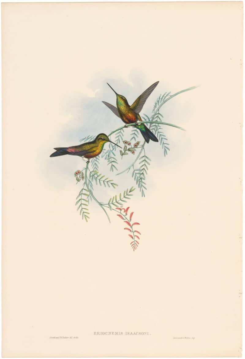 Gould Hummingbirds, Pl. 272, Long-billed Puff-leg