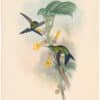 Gould Hummingbirds, Pl. 273, Buquet's Puff-leg