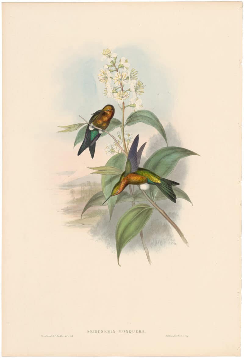 Gould Hummingbirds, Pl. 274, Mosquera's Puff-leg