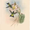 Gould Hummingbirds, Pl. 275, Glowing Puff-leg