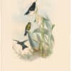 Gould Hummingbirds, Pl. 276, Black-breasted Puff-leg