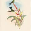 Gould Hummingbirds, Pl. 277, Godin's Puff-leg