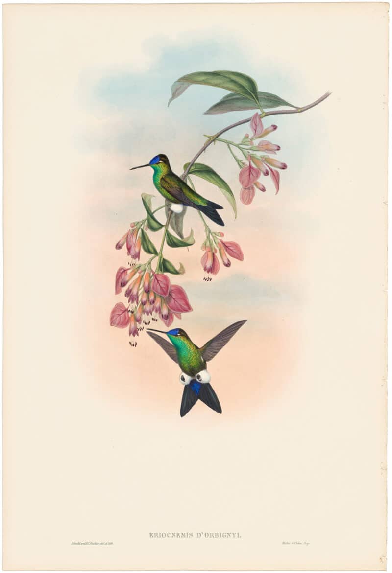 Gould Hummingbirds, Pl. 278, D'Orbigny's Puff-leg