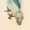 Gould Hummingbirds, Pl. 279, Derby's Puff-leg