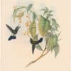 Gould Hummingbirds, Pl. 282, Hoary Puff-leg