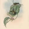 Gould Hummingbirds, Pl. 283, Aurelia's Puff-leg
