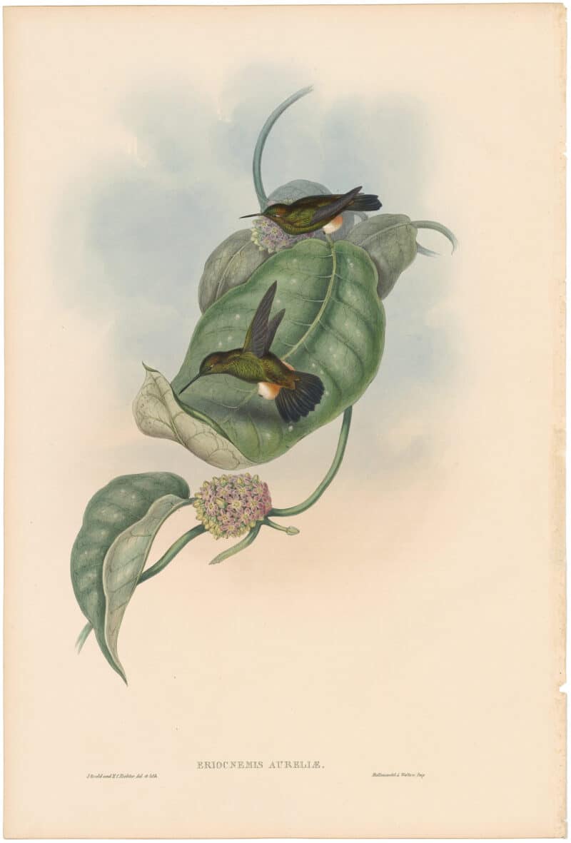 Gould Hummingbirds, Pl. 283, Aurelia's Puff-leg