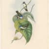 Gould Hummingbirds, Pl. 284, Red-billed Azure-crown