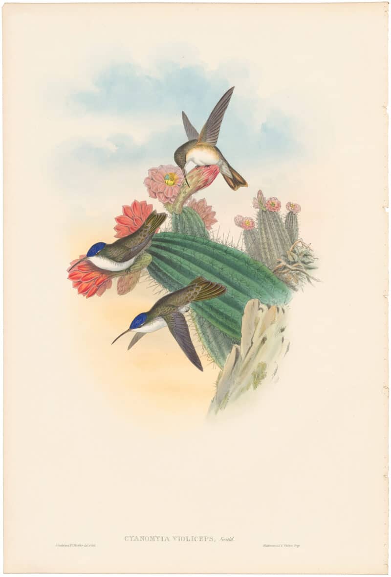 Gould Hummingbirds, Pl. 285, Violet Crown