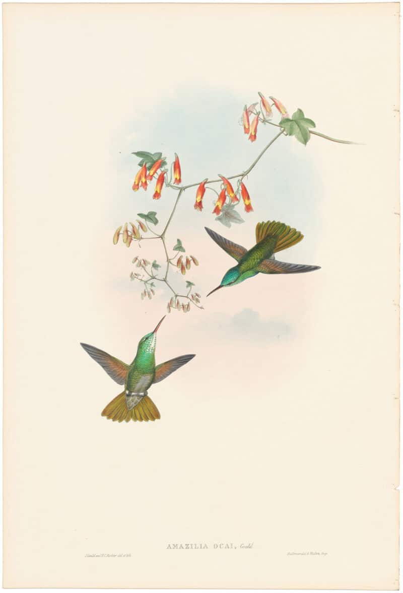 Gould Hummingbirds, Pl. 289, D'Oca's Amazili