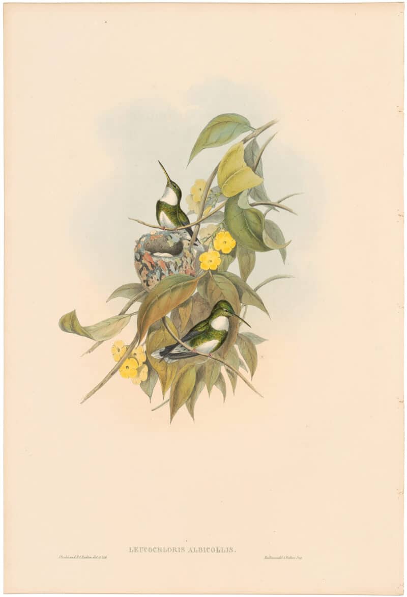 Gould Hummingbirds, Pl. 291, White-throat