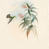 Gould Hummingbirds, Pl. 295, Green-headed Emerald