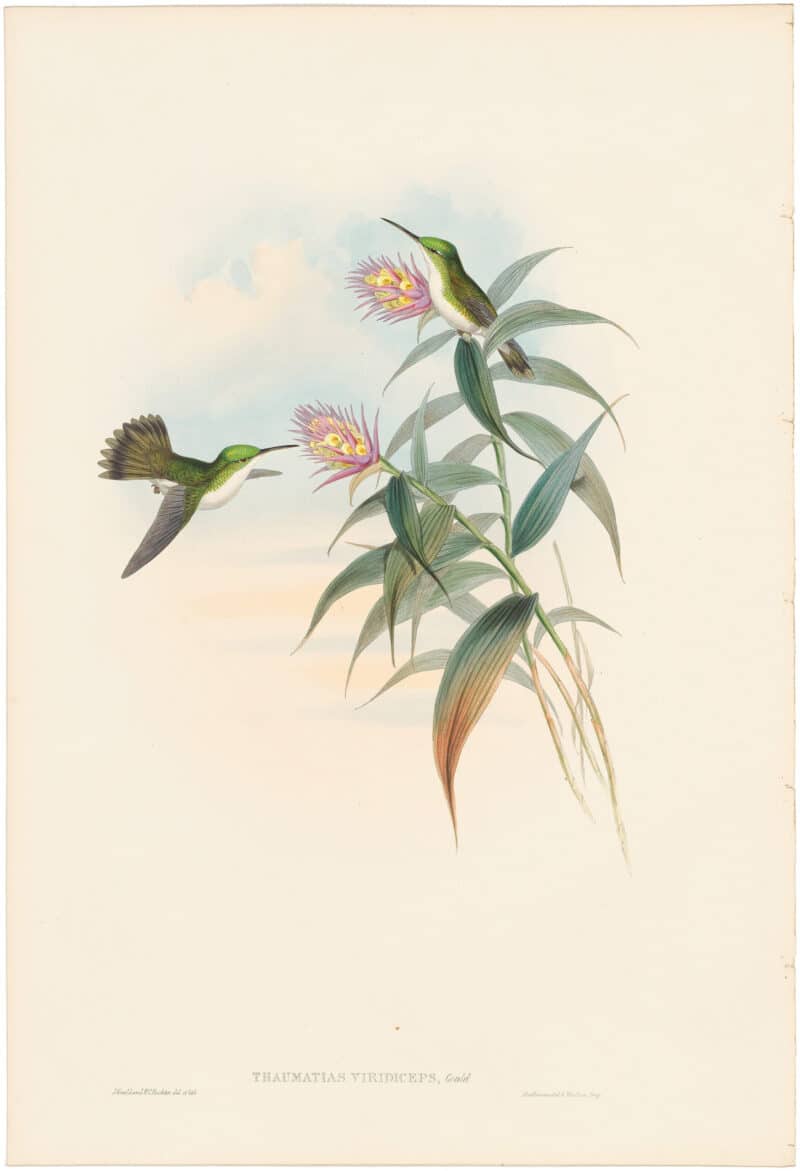 Gould Hummingbirds, Pl. 295, Green-headed Emerald