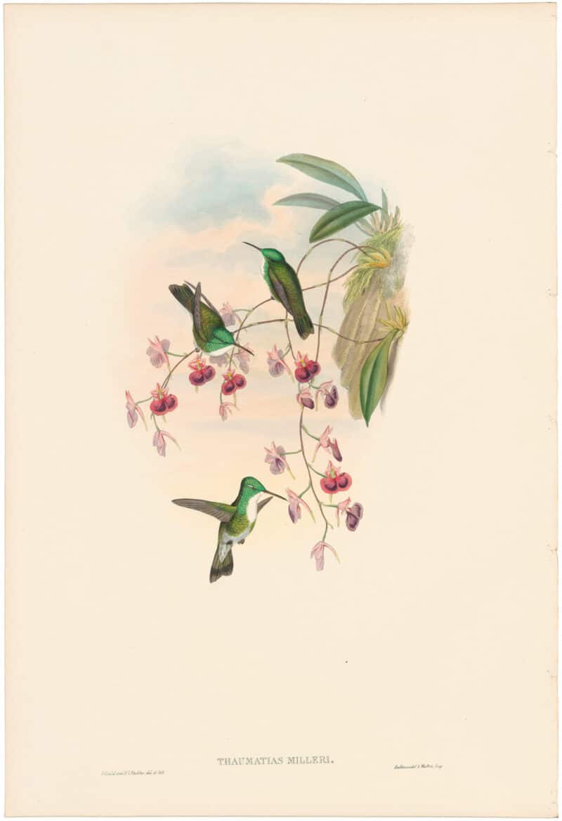 Gould Hummingbirds, Pl. 296, Miller's Emerald