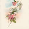 Gould Hummingbirds, Pl. 297, Brilliant-fronted Emerald