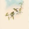 Gould Hummingbirds, Pl. 299, Allied Emerald