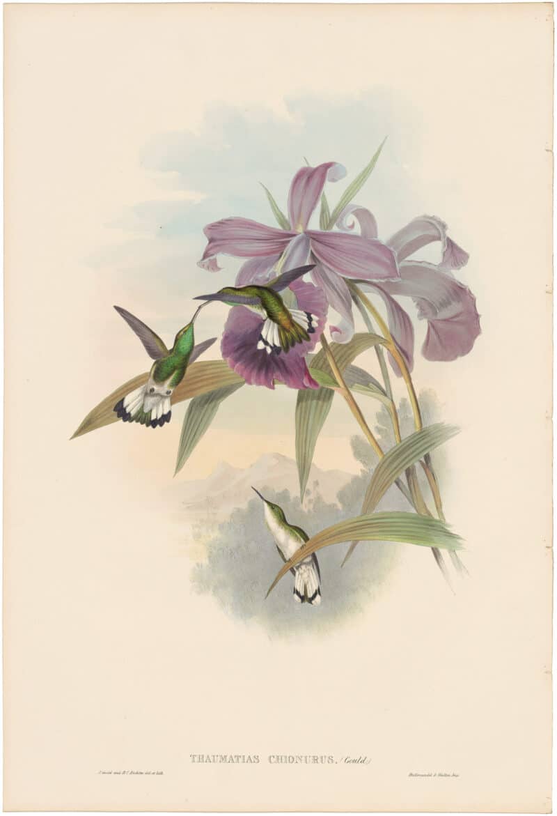 Gould Hummingbirds, Pl. 300, White-tailed Emerald