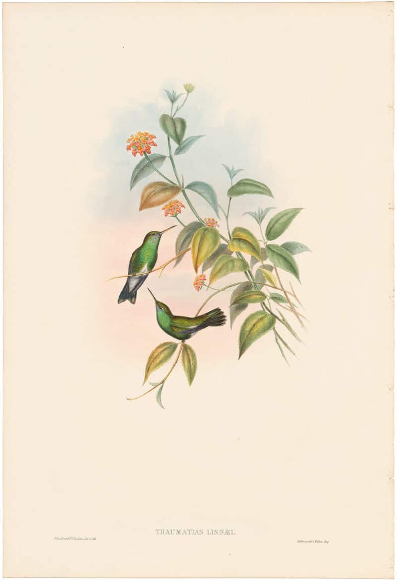 Gould Hummingbirds, Pl. 302, Linnaeus Emerald