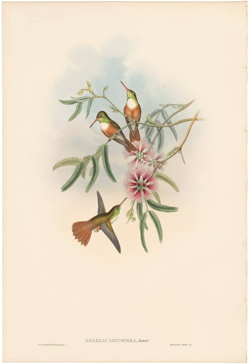 Gould Hummingbirds, Pl. 306, White-breasted Amazili
