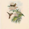 Gould Hummingbirds, Pl. 307, Coral-billed Amazili