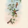 Gould Hummingbirds, Pl. 308, Yucatan Amazili