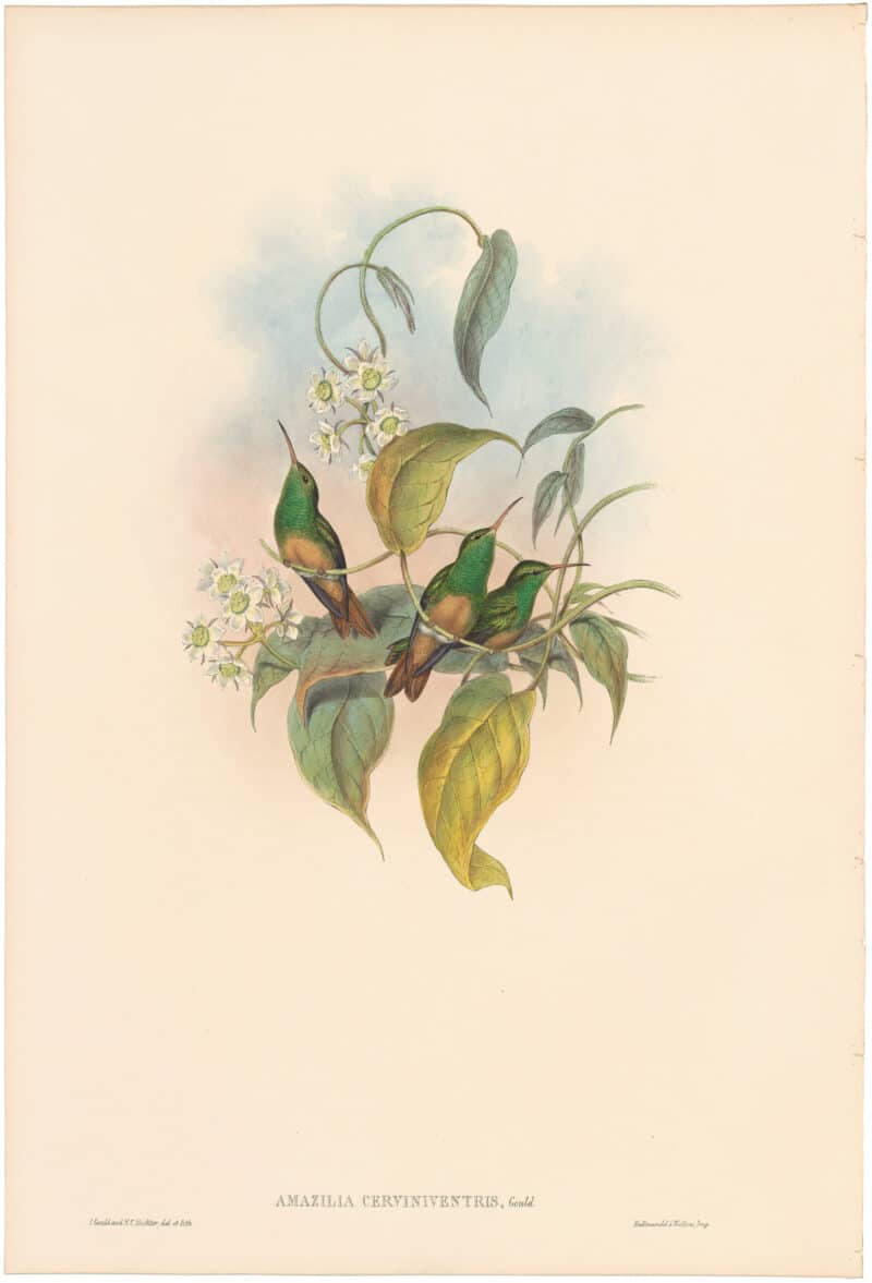Gould Hummingbirds, Pl. 309, Fawn-breasted Amazili