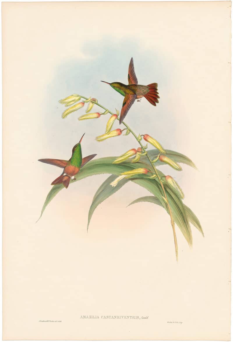 Gould Hummingbirds, Pl. 310, Chestnut-bellied Amazili