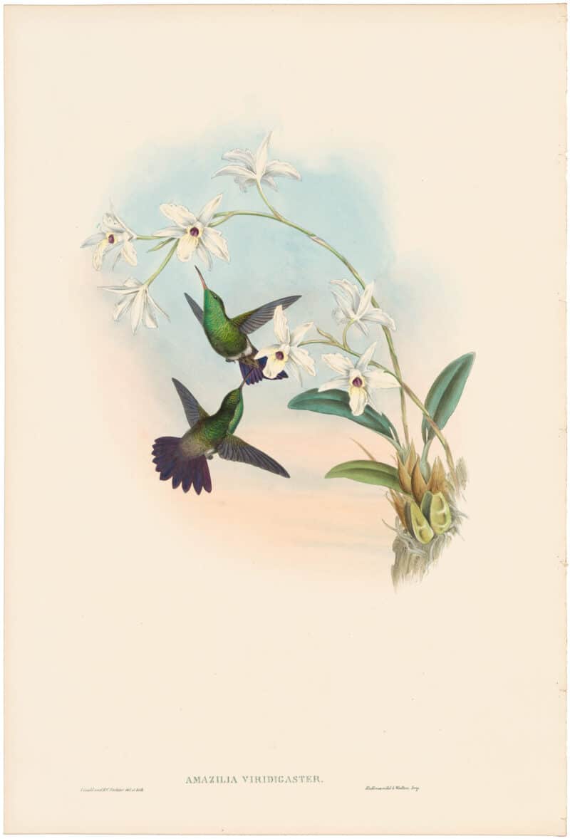 Gould Hummingbirds, Pl. 314, Green-bellied Amazili