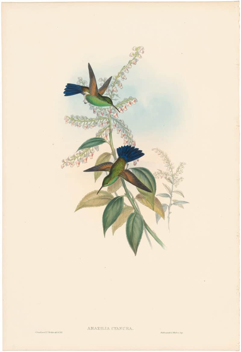 Gould Hummingbirds, Pl. 315, Blue-tailed Amazili