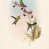 Gould Hummingbirds, Pl. 320, Elegant Erythronote