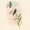 Gould Hummingbirds, Pl. 321, Saucerotte's Erythronote