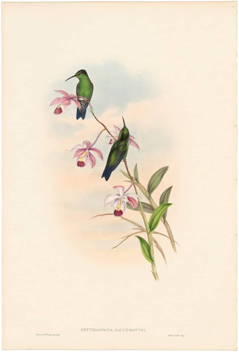 Gould Hummingbirds, Pl. 321, Saucerotte's Erythronote