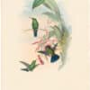 Gould Hummingbirds, Pl. 322, Sophia's Erythronote