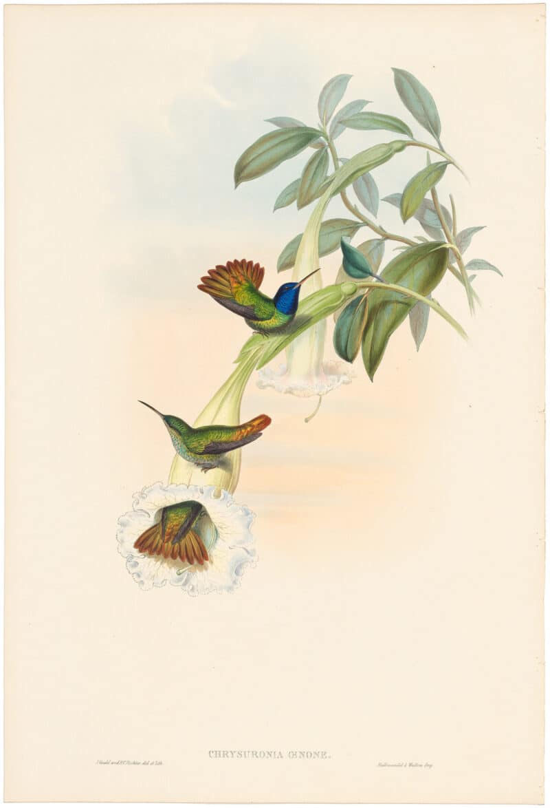 Gould Hummingbirds, Pl. 325, Golden-tailed Sapphire
